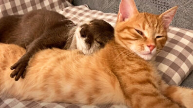 Aww! A Year-Old Video Of An Otter Can’t Sleep Without Hugging Kitten Will Make You Awestruck