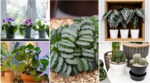 Cute Plants For Your Window, Gives Those Chill Green Vibes