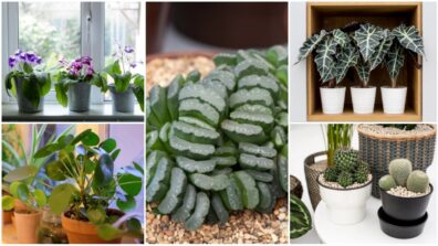 Cute Plants For Your Window, Gives Those Chill Green Vibes