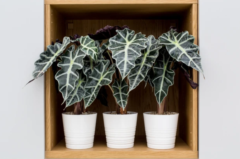 Cute Plants For Your Window, Gives Those Chill Green Vibes - 1