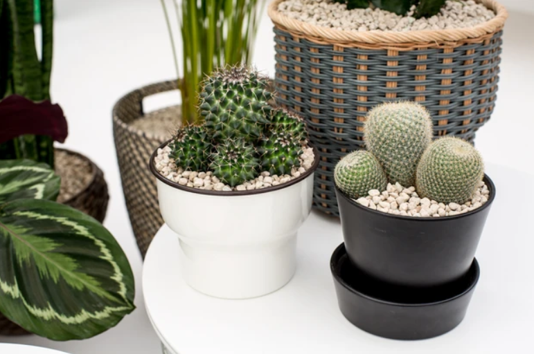 Cute Plants For Your Window, Gives Those Chill Green Vibes - 3