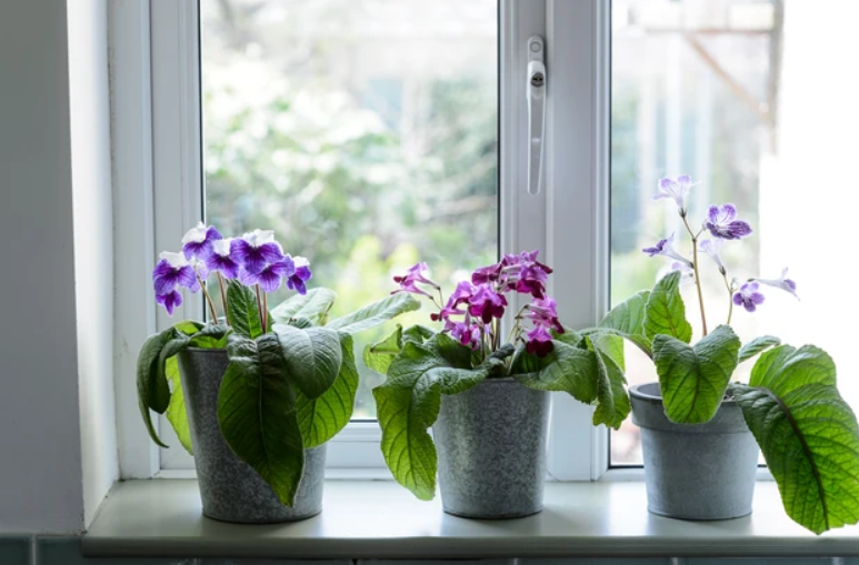 Cute Plants For Your Window, Gives Those Chill Green Vibes - 4