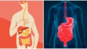 The Tough Journey To A Clear Brain And Healthy Stomach, Now Made Simpler! Check It Out
