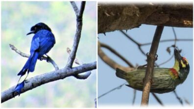 Grab your binoculars and gear up for some bird watching this winter at Sanjay Gandhi National Park