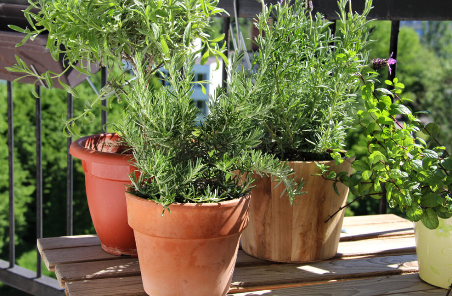 Healthy Plants To Decorate Your Balcony - 3