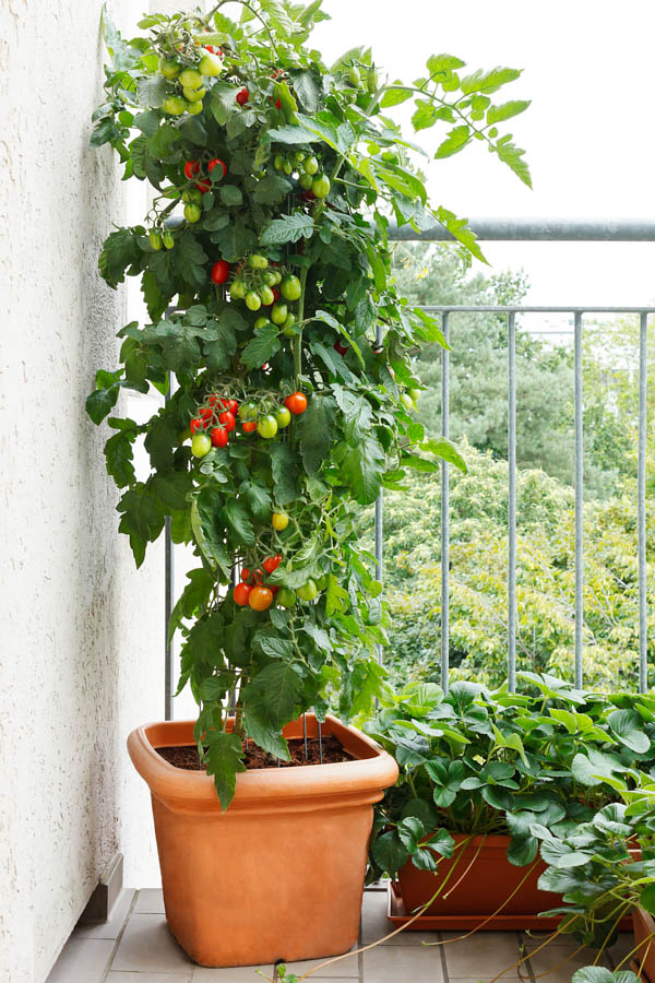 Healthy Plants To Decorate Your Balcony - 4