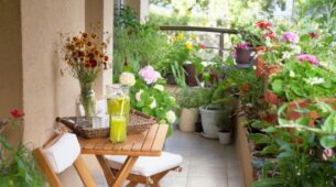 Healthy Plants To Decorate Your Balcony