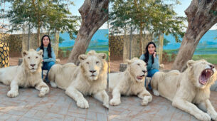 Khatron Ke Khiladi: Nora Fatehi poses with two dangerous lions, fans stunned seeing her bravery