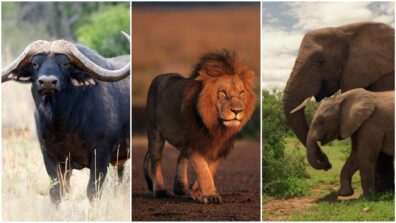 The Big 5 Amazing African Species And Where To Locate them, Here’s The Guide