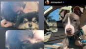 Trending: BTS member V shares cute snap with pet dog, Bollywood actress Disha Patani shares pic with her pet saying ‘chi chi’