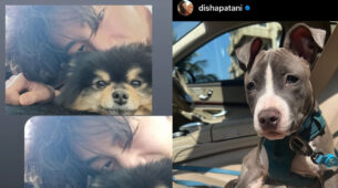 Trending: BTS member V shares cute snap with pet dog, Bollywood actress Disha Patani shares pic with her pet saying ‘chi chi’