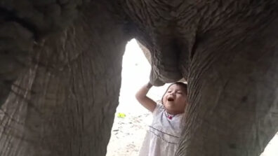 Watch: A 3-Year-Old Toddler Playing With Their Domestic Elephant & Drinking Its Milk Has Went Viral