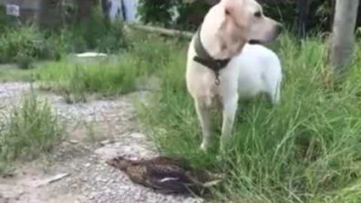 Watch: A Video Of a Duck Behaving Like An Actor To Save Itself From A Dog Has Gone Viral