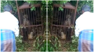 Watch Video: A Man Escaping With Minor Injuries After Provoking A Caged Leopard Has Shocked Internet