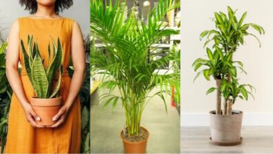 5 Must-Have Plants In Your Home, Take A Look