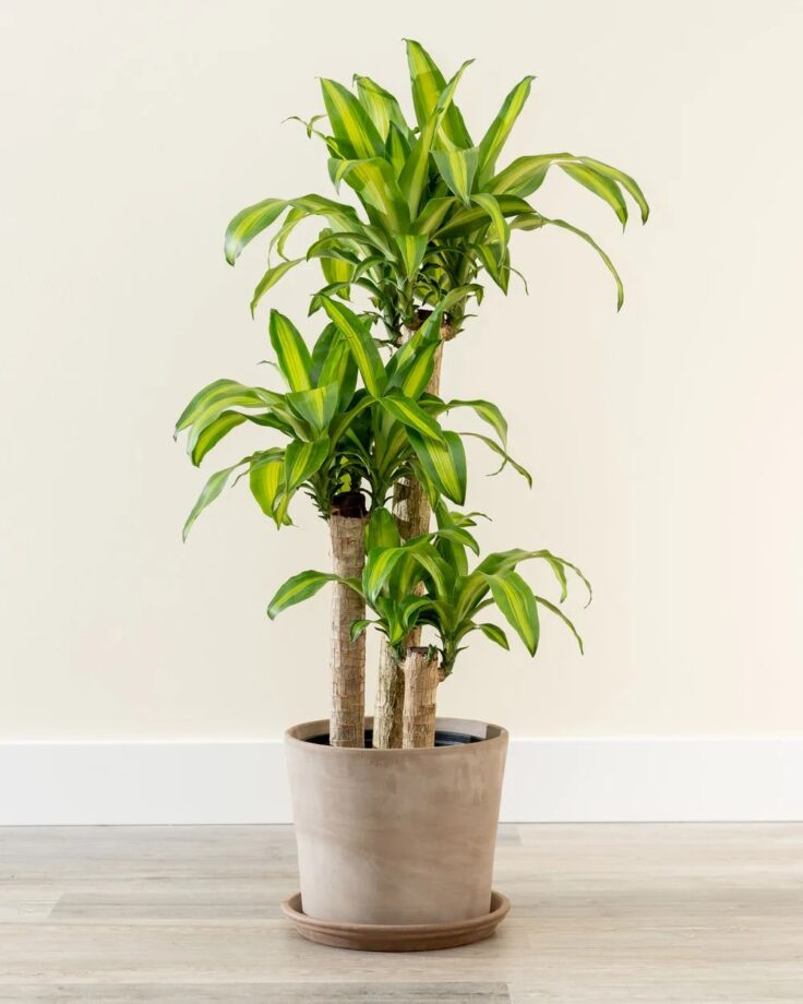 5 Must-Have Plants In Your Home, Take A Look - 2