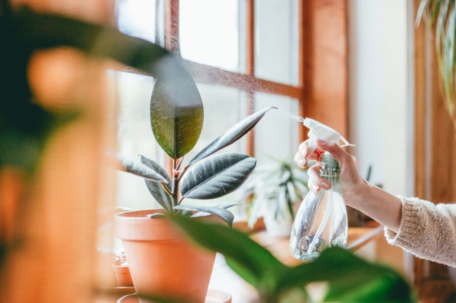 5 Must-Have Plants In Your Home, Take A Look - 3