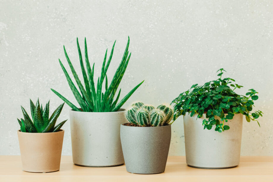 5 Must-Have Plants In Your Home, Take A Look - 4