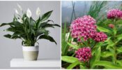6 Indoor Plants That Are Dangerous For Cats