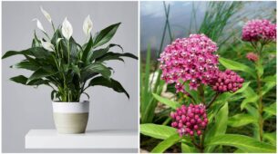 6 Indoor Plants That Are Dangerous For Cats