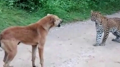 A Clip Of The Two Animals In A Horrific Confrontation Went Viral, Watch The Video To Learn More