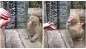 A Monkey At A Zoo Is Perplexed By A Man’s Magic Trick, And The ‘Precious Response’ Fascinates Everyone Online, Take A Look
