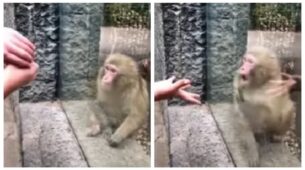 A Monkey At A Zoo Is Perplexed By A Man’s Magic Trick, And The ‘Precious Response’ Fascinates Everyone Online, Take A Look