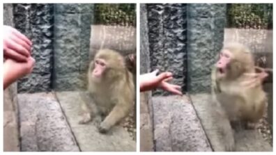 A Monkey At A Zoo Is Perplexed By A Man’s Magic Trick, And The ‘Precious Response’ Fascinates Everyone Online, Take A Look