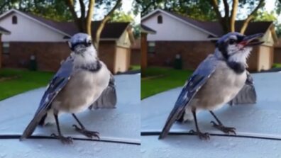 Blue Jay Birdie ‘Asks’ For A Bite From Human Buddies In A Sweet Way, View