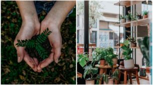 How To Take Care Of Outdoor Plants In Summer