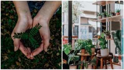 How To Take Care Of Outdoor Plants In Summer