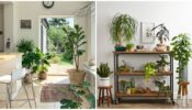 How To Organise Plants In Your Room, Perfect Guide For You