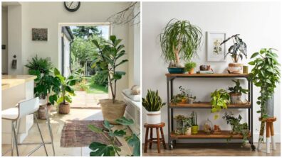 How To Organise Plants In Your Room, Perfect Guide For You