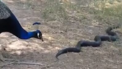 This Is How Cobra And Peacock Are Fighting; Video Went Viral On Internet Crosses More Than 8 Lakh Views