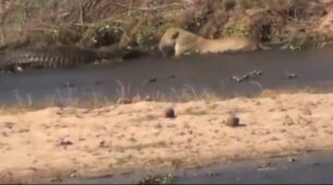 A Crocodile Fighting Over Its Prey With A Lioness Will Surprise You