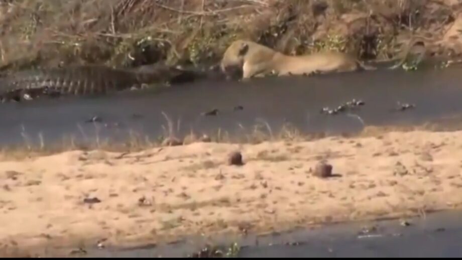 Watch: A Crocodile Fighting Over Its Prey With A Lioness Will Surprise You 570995