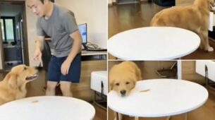 Smart Dog Steals Food Very Cleanly, Then Got Treat From The Owner Too; Video Goes Viral
