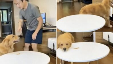 Smart Dog Steals Food Very Cleanly, Then Got Treat From The Owner Too; Video Goes Viral