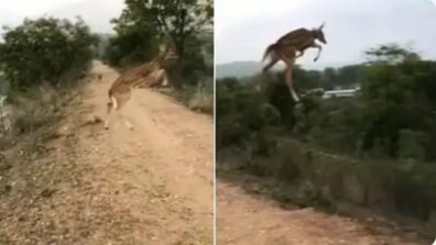 What An Incredible Video! A Deer’s Incredible Jump That Has Wowed The Netizens