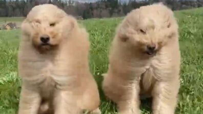 With Over 7 Million Views, This Clip Of Two Dogs Has Created A Buzz. Did You Watch It?