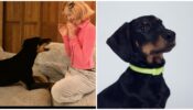 You’ll Be Shocked To Know The Price Of These Items That BLACKPINK Lisa’s Dog Owns
