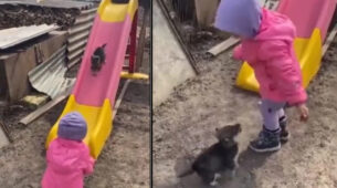 A Toddler Is Seen Playing With A Puppy, The Video Is Too Adorable To Pass Up