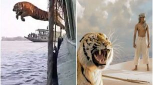 A Viral Video Of A Tiger Tumbling From A Watercraft Has Internet Users Thinking Of Richard Parker From The Film “Life Of Pi”