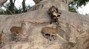 Deer Used A Brilliant Strategy To Save Its Life From Wild Dogs, Video Went Viral