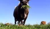 Have You Ever Seen A Cow Taking A Spa Day Off? Watch This Reel