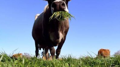 Have You Ever Seen A Cow Taking A Spa Day Off? Watch This Reel