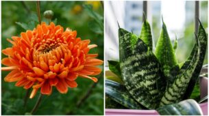 Having These Plants Around Will Boost Your Immunity