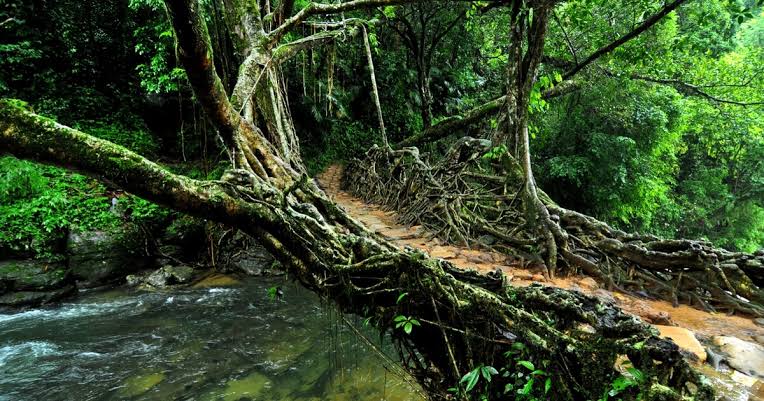 Meghalaya: Northeast’s Best Natural Marvel - 0