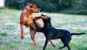 Dogs Fight For A Ball, Dance On Music Beats
