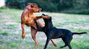 Dogs Fight For A Ball, Dance On Music Beats